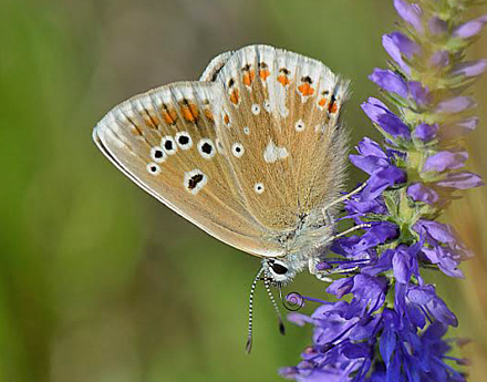 Hvidrandet blåfugl, Polyommatus dorylas hun. Åhus, det østlige Skåne, Sverige medio juli 2013. Fotograf: Lars Adler Krogh