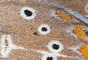 Chokoladebrun Blfugl, Eumedonia eumedon ssp.: arenicola. Lderup, Skne, Sverige. d. 8 juni 2013. Fotograf: Lars Andersen