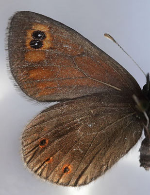Erebia polaris. Alta 10 m. Finmarken, Norge d. 7 juli 2014. Leg. A. Viborg. København d. 8 marts 2015. Fotograf; Lars Andersen