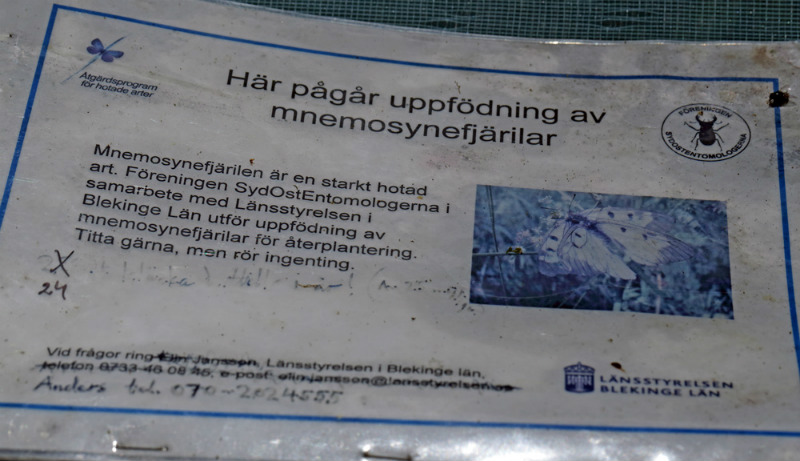 Yngelopdrt af Mnemosyne, Parnassius mnemosyne. Blekinge, Sverige d. 29 maj 2014. Fotograf; Lars Andersen