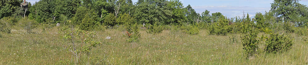 Lokalitet for Markperlemorsommerfugl, Argynnis aglaja. Hällekis, Väneren, Västergötland, Sverige d. 24 juni 2014. Fotograf: Lars Andersen