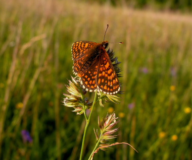Guldpletvinge, Melitaea aurelia. Pavejuonis Kaunas, Littauen d. 25 Juni 2006. Fotograf: Martin Bjerg
