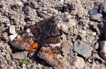 Nu er Birkedagugle, Archiearis parthenias på vingerne i Birkeskoven. Her fra sidste år, Pinseskoven d. 5/5 2006. Fotograf: Troells Melgaard