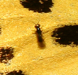 Lille flue, Chloropodidaer som er kleptoparasit på sommerfugleæg. Søholt Skov, Lolland. 4 juni 2006. Fotograf: Lars Andersen 