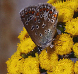 Almindelig blfugl Polyommatus icarus hun, Gedesby d. 22 juli 2006. Fotograf: Lars Andersen