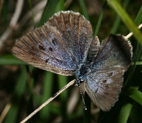 Ensianblåfugl, Maculinea alcon, Fanø klitplantage d. 12 juli - 2006. Fotograf: Lars Andersen