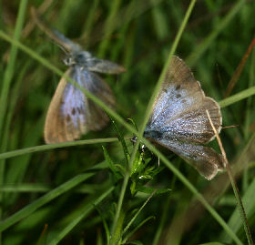 Ensianblåfugl, Maculinea alcon, Fanø klitplantage d. 12 juli - 2006. Fotograf: Lars Andersen