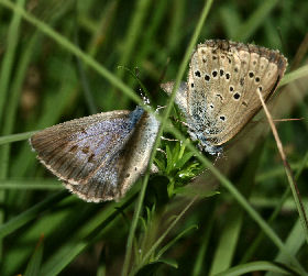 Ensianblåfugl, Maculinea alcon, Fanø klitplantage d. 12 juli - 2006. Fotograf: Lars Andersen