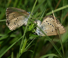 Ensianblåfugl, Maculinea alcon, Fanø klitplantage d. 12 juli - 2006. Fotograf: Lars Andersen