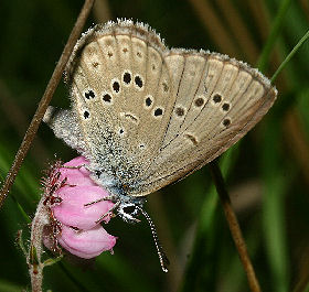 Ensianblåfugl, Maculinea alcon, Fanø klitplantage d. 12 juli - 2006. Fotograf: Lars Andersen