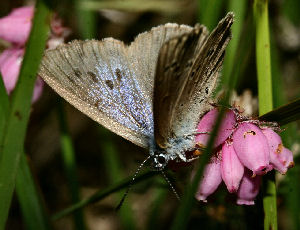 Ensianblåfugl, Maculinea alcon, Fanø klitplantage d. 12 juli - 2006. Fotograf: Lars Andersen