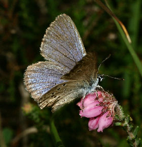 Ensianblåfugl, Maculinea alcon, Fanø Klitplantage d. 12 juli - 2006. Fotograf: Lars Andersen