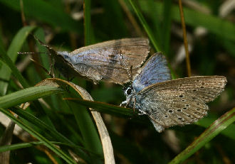 Ensianblåfugl, Maculinea alcon, Fanø klitplantage d. 12 juli - 2006. Fotograf: Lars Andersen