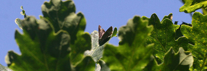 Blhale, Quercusia quercus. Valby Hegn.  15 juli 2006. Fotograf: Lars Andersen