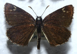 Spejlbredpande, Heteropterus morpheus. Lolland fundet i 40érne. Foto taget på Zoologisk museum d. 9/11 2006. Fotograf: Lars Andersen