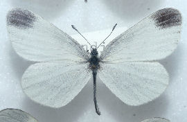 Enghvidvinge. Leptidea juvernica han. Almindingen,leg.  juni i 1950érne. Fotograferet på Zoologisk museum d. 9/11 2006 Fotograf: Lars Andersen