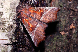 Takugle/ Husmoderugle, Scoliopteryx libatrix. Pinseskoven, Amager. 17 september 2006. Fotograf: Lars Andersen