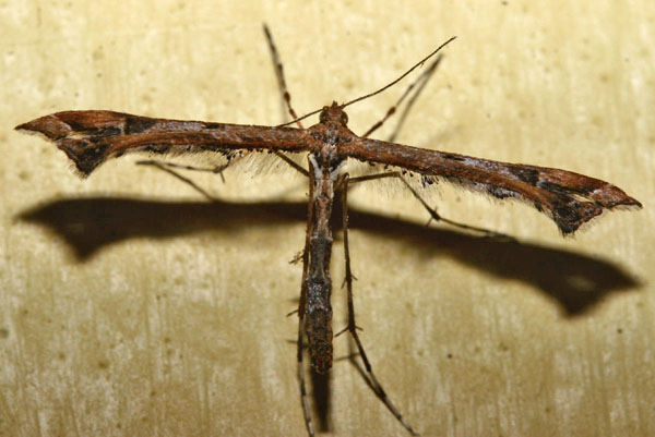 Amblyptilia acanthadactyla, H/F Vennelyst d. 27 november 2006. Fotograf: Lars Andersen