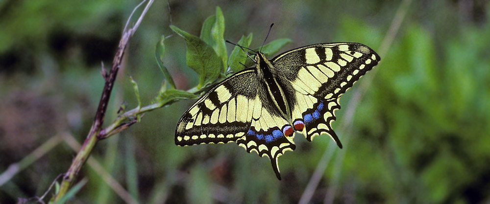 Svalehale, Papilio machaon. Samos, Grækenland april 1999. Fotograf;  Tom Nygaard Kristensen