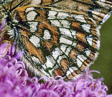 Mellempletvinge, Euphydryas intermedia. Val Roseg Elevation: 2000 m. Graubünden, Schweiz d 13 juli 2003. Fotograf; Tom Nygaard Kristensen