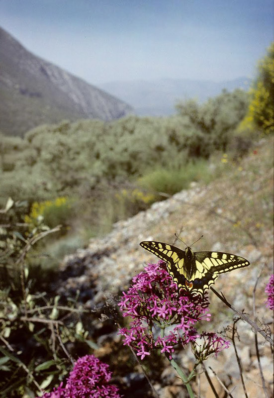 Svalehale, Papilio machaon. Delfi, Grækenland april 1998. Fotograf;  Tom Nygaard Kristensen