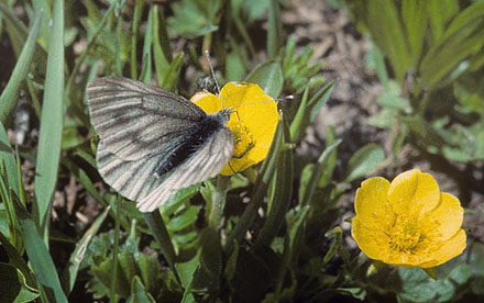 Mørk Bjergkålsommerfugl, Pieris bryoniae hun. Grand Sct. Bernhard, Italien d. 27 juni 1996. Fotograf; Tom Nygard Kristensen