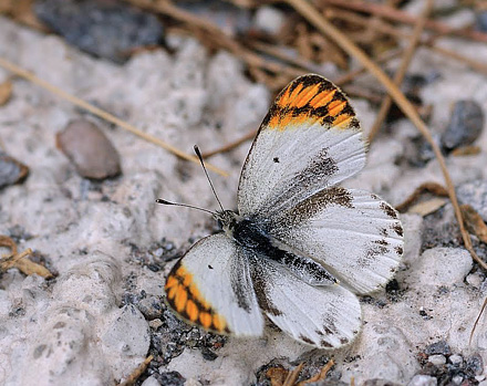 Desert Orange Tip, Colotis evagore ssp. nouna (Lucas, 1849). La Rábita, prov. Almeria, Spain July 14, 2014. Photographer; Tom Nygaard Kristensen 