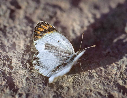 Desert Orange Tip, Colotis evagore ssp. nouna (Lucas, 1849). Spain July 1999. Photographer; Tom Nygaard Kristensen 