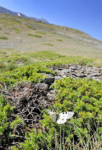 Apollo, Parnassius apollo nevadensis male. Observatorio, Sierra Nevada, elevation: 2750 m. Andalusia, Spain d. 11  juli 2014. Photographer; Tom N. Kristensen