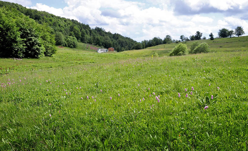 Lokalitet for Østlig Pletvinge, Melitaea arduinna. Stara Planina, Serbien d. 24 juni 2014. Fotograf; Tom Nygard Kristensen