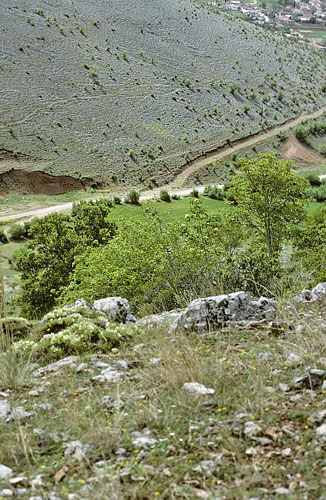Østlig Gul Sorttip, Euchloe (Elphinstonia) penia. Óros Órvilos, 2000 m, Dráma, Grækenland d. 29 juni 1998. Fotograf; Tom N. Kristensen