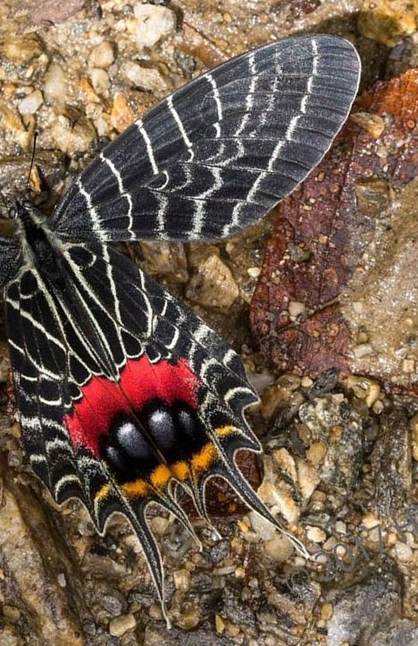 Bhutan's Glorie, Bhutanitis lidderdalii. Arunachal Pradesh, India august 2017. Photographer: Hiroaki Takenouchi