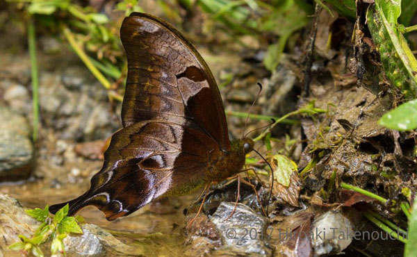 Bhutan's Glorie, Bhutanitis lidderdalii. Eagles Nest 2000m., Arunachal Pradesh, Indien d. 27 - 30 august 2017. Fotograf; Pamela Donaldson