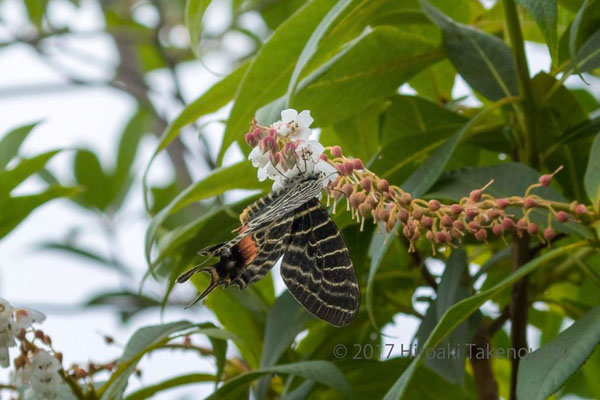 Bhutan's Glorie, Bhutanitis lidderdalii. Arunachal Pradesh, India august 2017. Photographer: Hiroaki Takenouchi