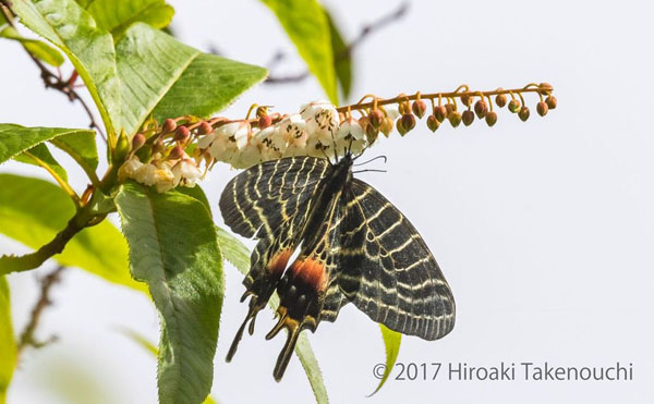 Bhutan's Glorie, Bhutanitis lidderdalii. Arunachal Pradesh, India august 2017. Photographer: Hiroaki Takenouchi