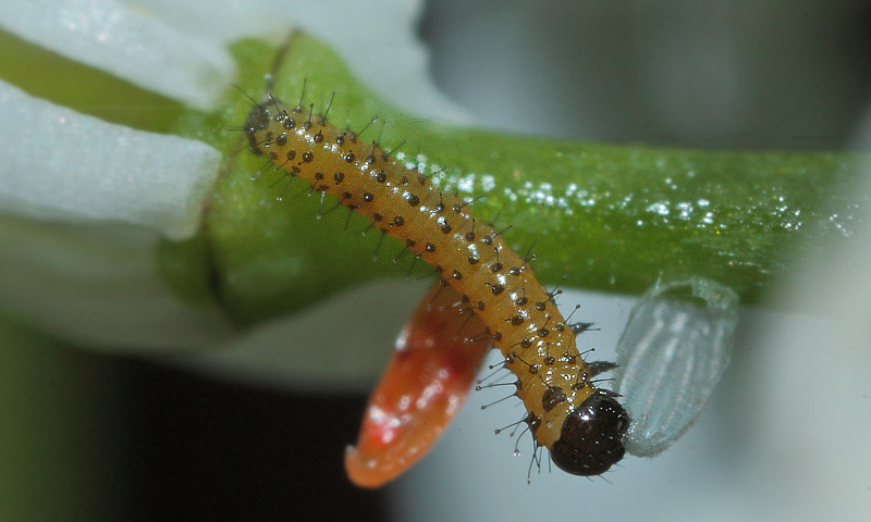 Aurora, Anthocharis cardamines larve som æder sit tomme æggeskal på Løgkarse. Store Bøgeskov ved Gyrstinge Sø d. 20 maj 2014. Fotograf; Lars Andersen