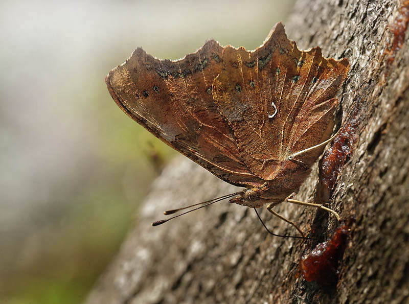 Det Hvide C, Polygonia c-album f. hutchinsoni hun. Arenakke d. 3 september 2014. Fotograf; Lars Andersen