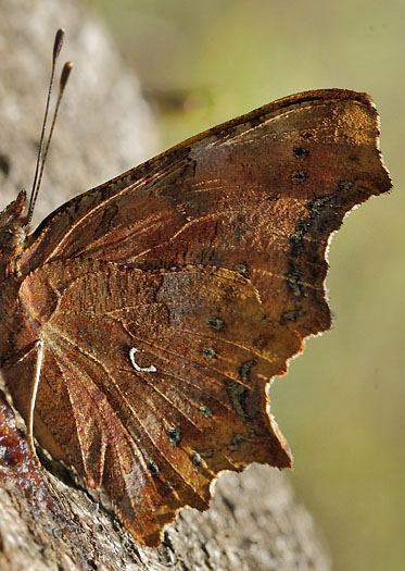 Det Hvide C, Polygonia c-album f. hutchinsoni hun. Arenakke d. 3 september 2014. Fotograf; Lars Andersen