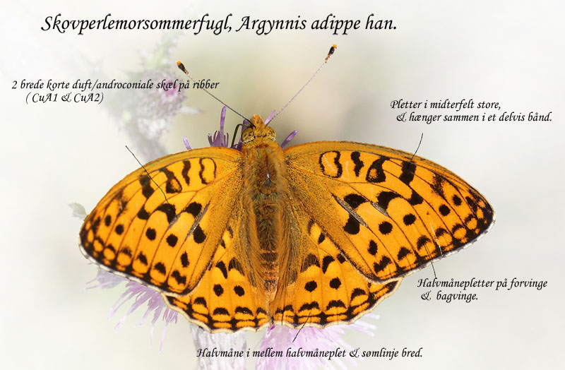 Skovperlemorsommerfugl, Argynnis adippe han. Ravnsholte Skov, Midtsjælland. 18 juni 2014. Fotograf: Lars Andersen