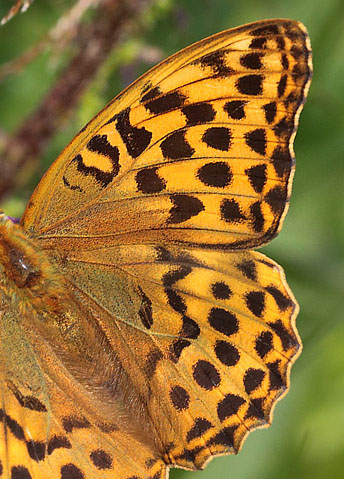 Kejserkåbe, Argynnis paphia hun. Ravnsholte Skov, Midtsjælland. 5 juli 2014. Fotograf: Lars Andersen