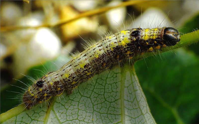 Lille Mneplet, Clostera curtula larve fundet Ontarisk poppel. Randers Station, Djursland d. 8 juli 2014. Fotograf: Kjeld Brem