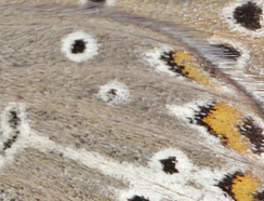 Chokoladebrun Blfugl, Eumedonia eumedon ssp.: borealis. Dalen, Aust-Auger, Norge 9  Juli 2013. Fotograf: Lars Andersen