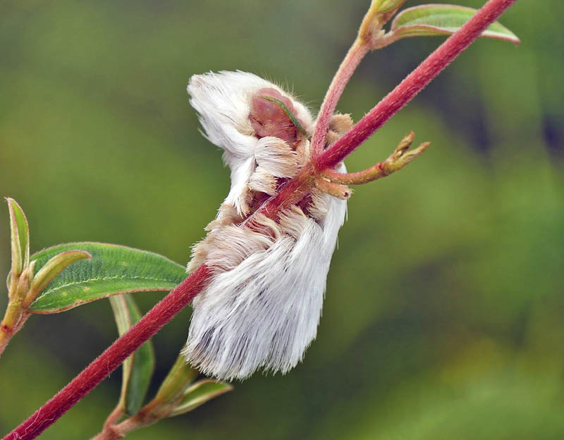 Flannel Moth, Family: Megalopygidae. Caranavi december 2014. Photographer; Peter Mllmann