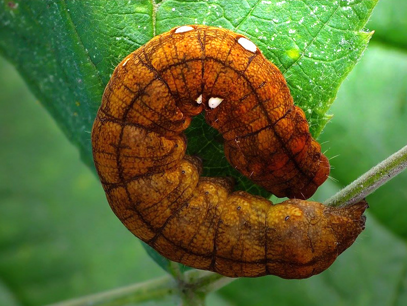 Bandad hallonspinnare / Klyngerspinder, Habrosyne pyritoides. Gren Hede, Djursland d. 10 oktober 2015. Fotograf; Kjed Brem