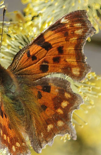 Det Hvide C, Polygonia c-album. Pinseskoven d. 6 April 2015. Fotograf: Lars Andersen