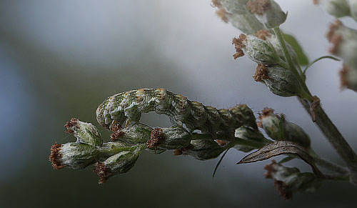 Bynke-Hætteugle, Cucullia absinthii larve på Gråbynke, Artemisia vulgaris. Asserbo, Nordsjælland d. 28 august 2015. Fotograf; Lars Andersen