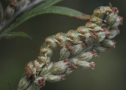 Bynke-Hætteugle, Cucullia absinthii larve på Gråbynke, Artemisia vulgaris. Asserbo, Nordsjælland d. 28 august 2015. Fotograf; Lars Andersen