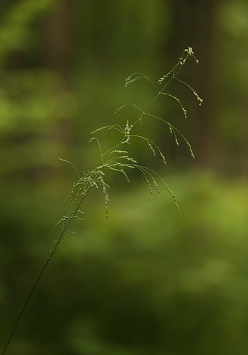 Miliegræs, Milium effusum. Storskov v. Søholt d. 22 maj 2015. Fotograf; Lars Andersen