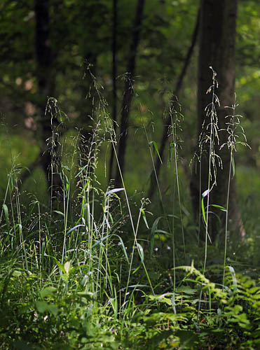 Miliegræs, Milium effusum. Storskov v. Søholt d. 23 maj 2015. Fotograf; Lars Andersen