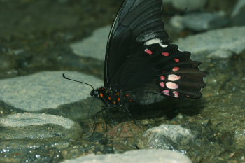 Papilio anchisiades. Tocana, Yungas, Bolivia d. 22 januar 2006. Fotograf: Lars Andersen